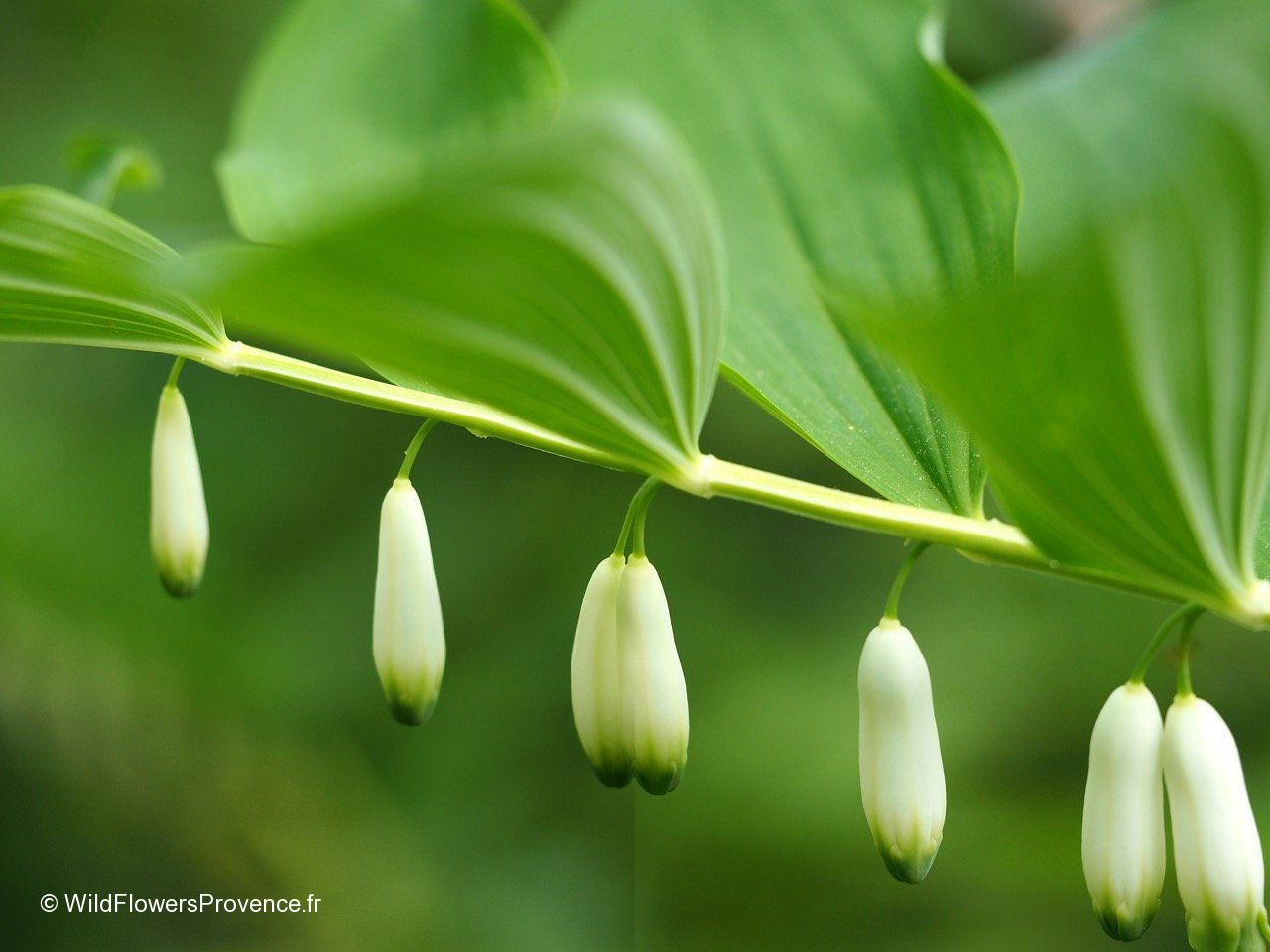 Polygunatum Polygonatum odoratum - wild in Provence