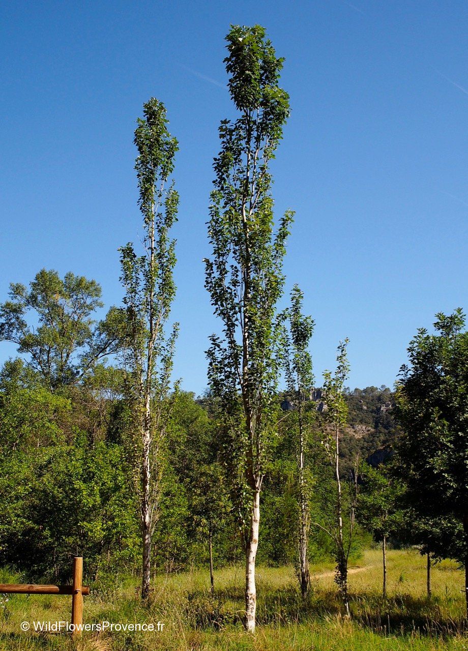 Populus nigra - wild in Provence