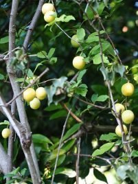 Prunus mirabelle