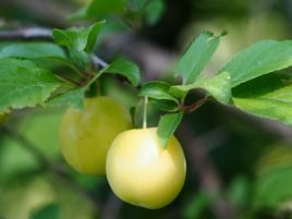 Prunus mirabelle