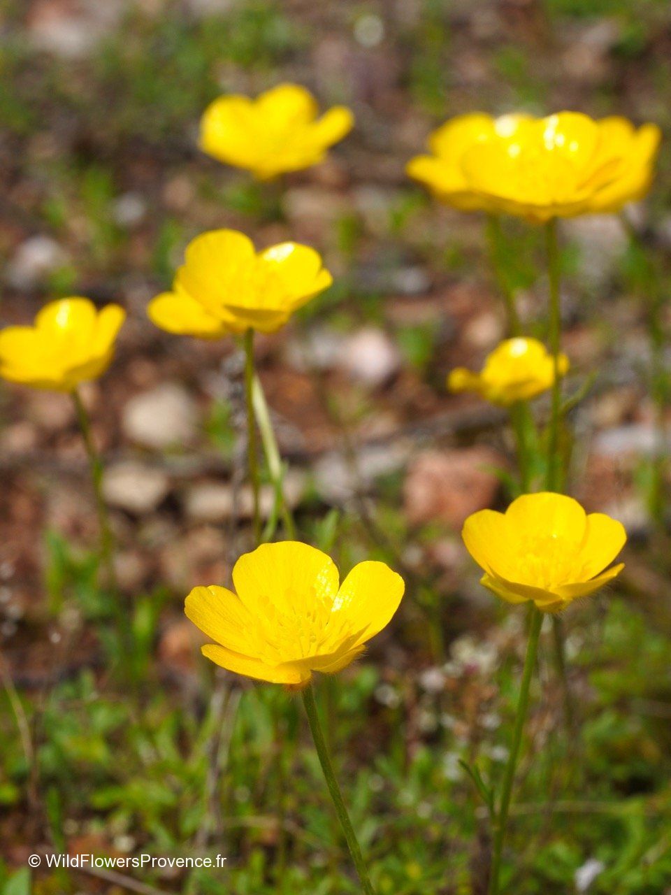 Wild Yellow Ranunculus Ranunculus millefoliatus - wild in Provence