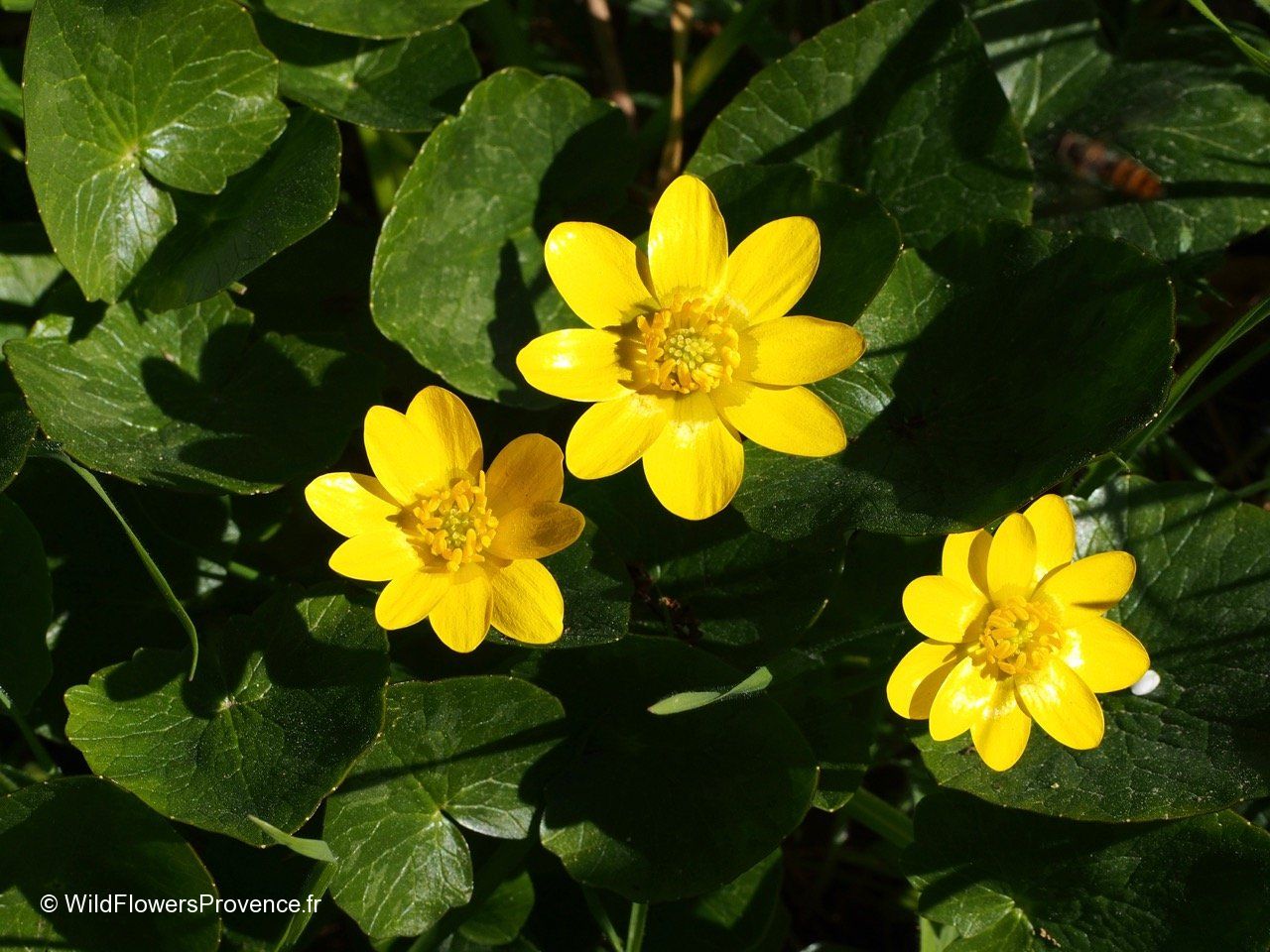 Wild Yellow Ranunculus Ranunculus ficaria - wild in Provence
