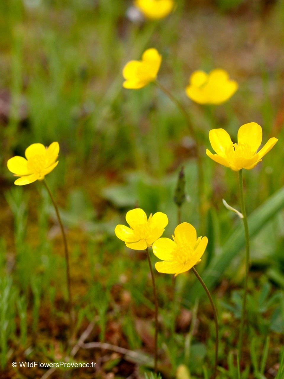 Wild Yellow Ranunculus Ranunculus gramineus - wild in Provence