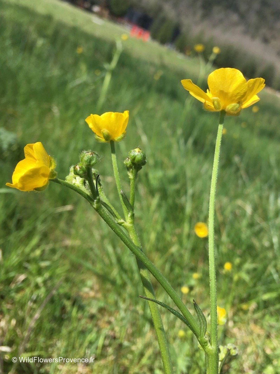 Wild Yellow Ranunculus Ranunculus paludosus - wild in Provence