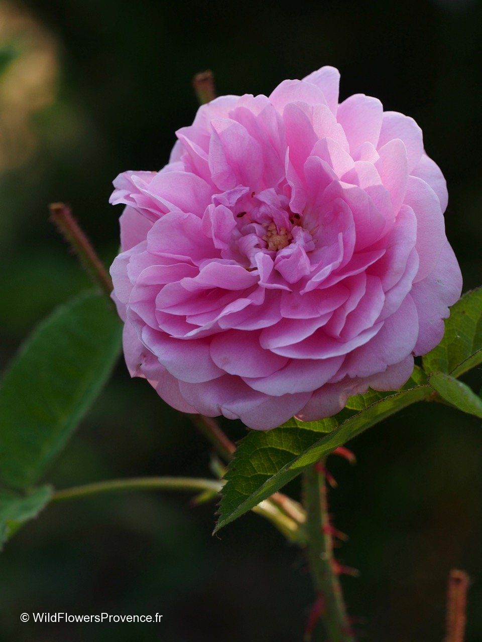 Centolia Roses Rosa Centifolia Flower Oil | Best Flower Site