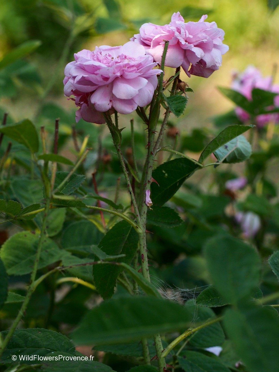 Centolia Roses Rosa x centifolia - wild in Provence