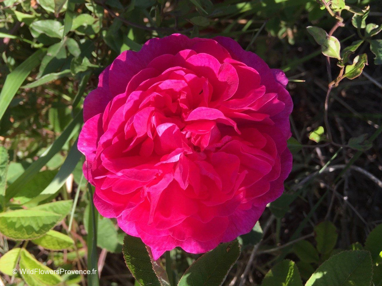 Centolia Roses Rosa x centifolia - wild in Provence