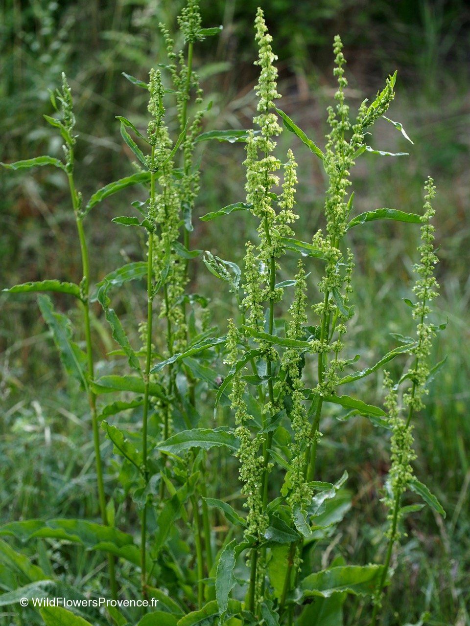 Rumex Crispus Wild In Provence rumex-crispus-wild-in-provence