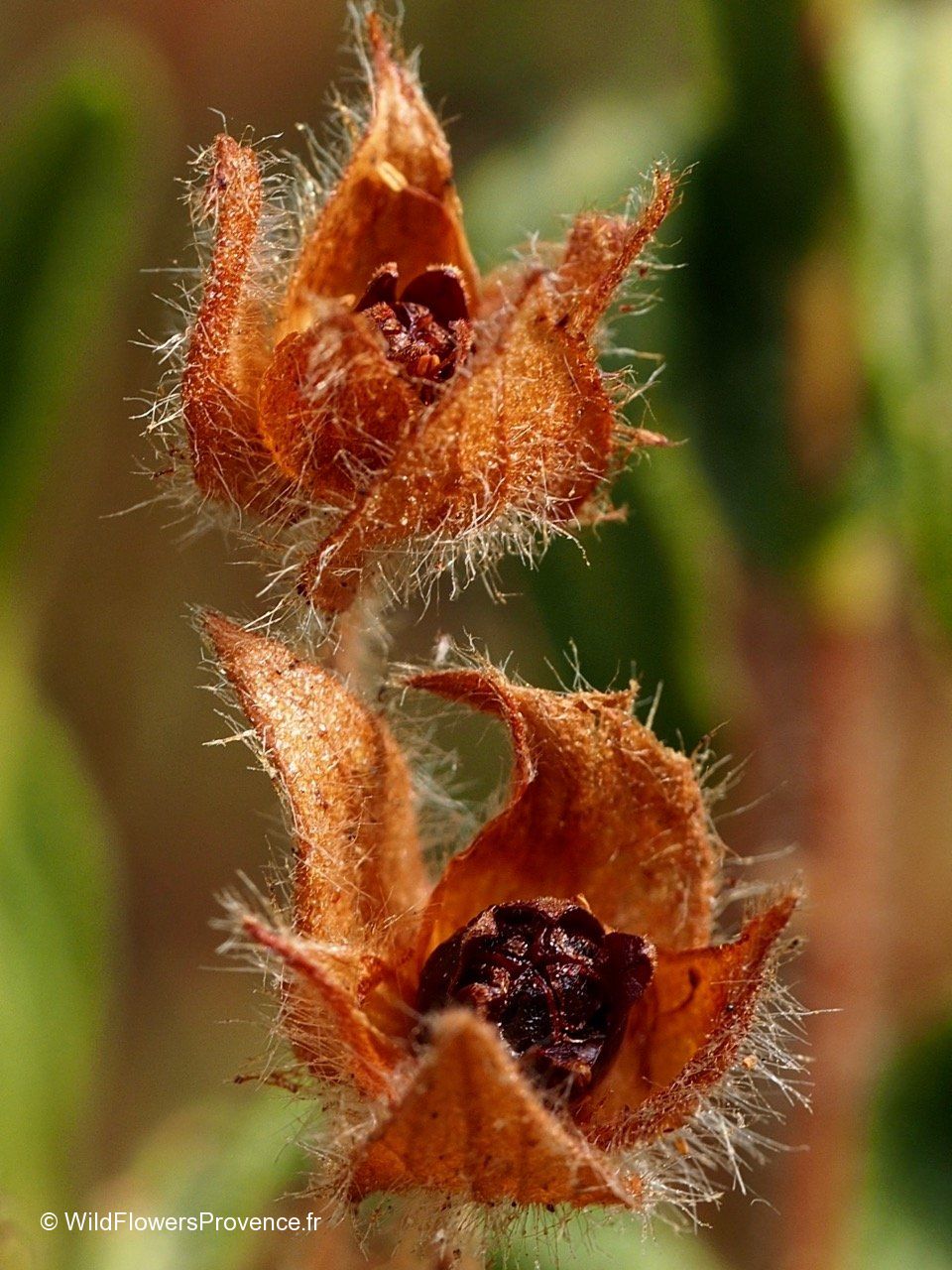 Cistus monspeliensis wild in Provence