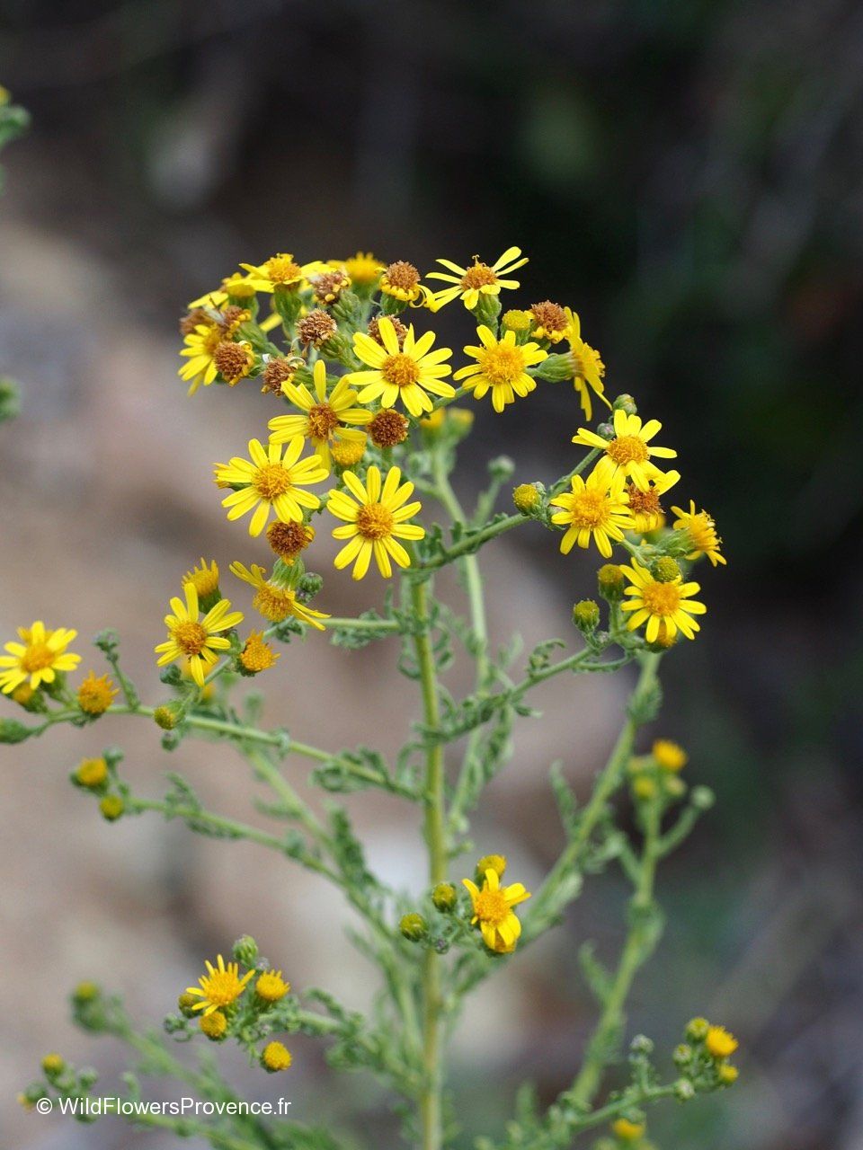 Senecio jacobaea - wild in Provence