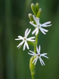 Silene nutans