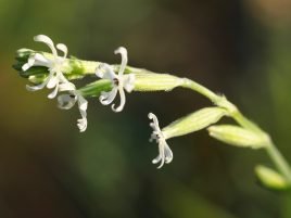 Silene nutans