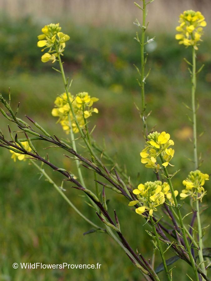 Sinapis arvensis - wild in Provence