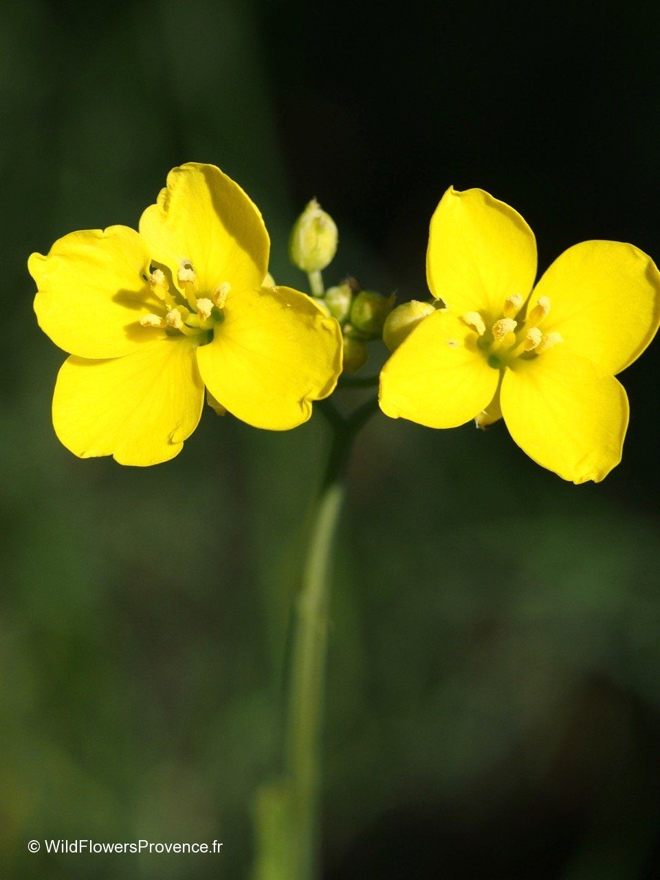 Sinapis arvensis - wild in Provence