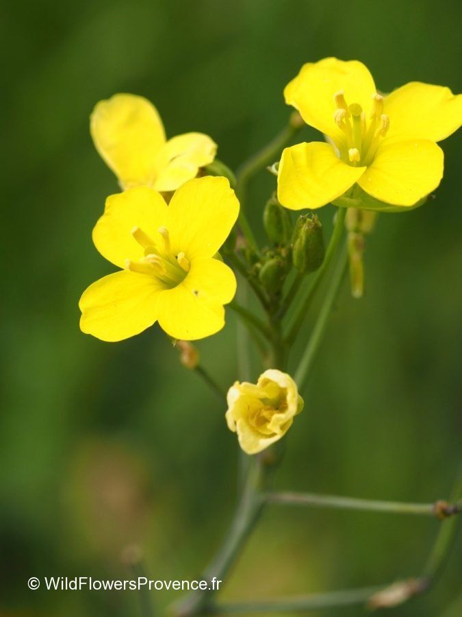 Sinapis arvensis - wild in Provence
