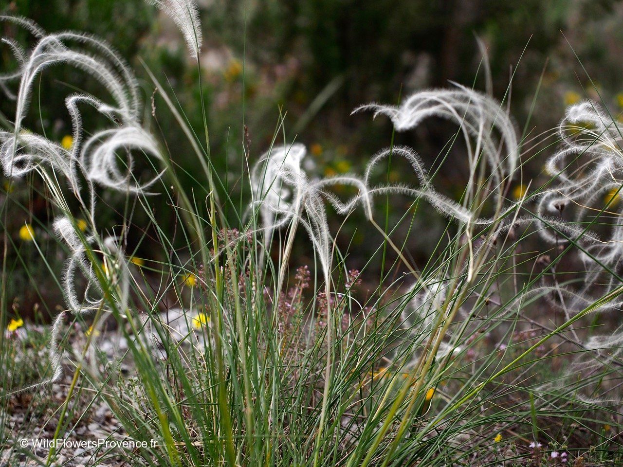Stipa pennata - wild in Provence