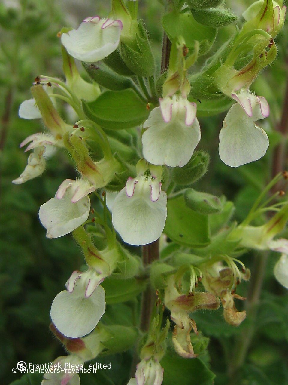 Teucrium flavum wild in Provence