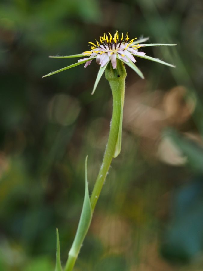 Tragopogon hybridus