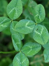 Trifolium repens