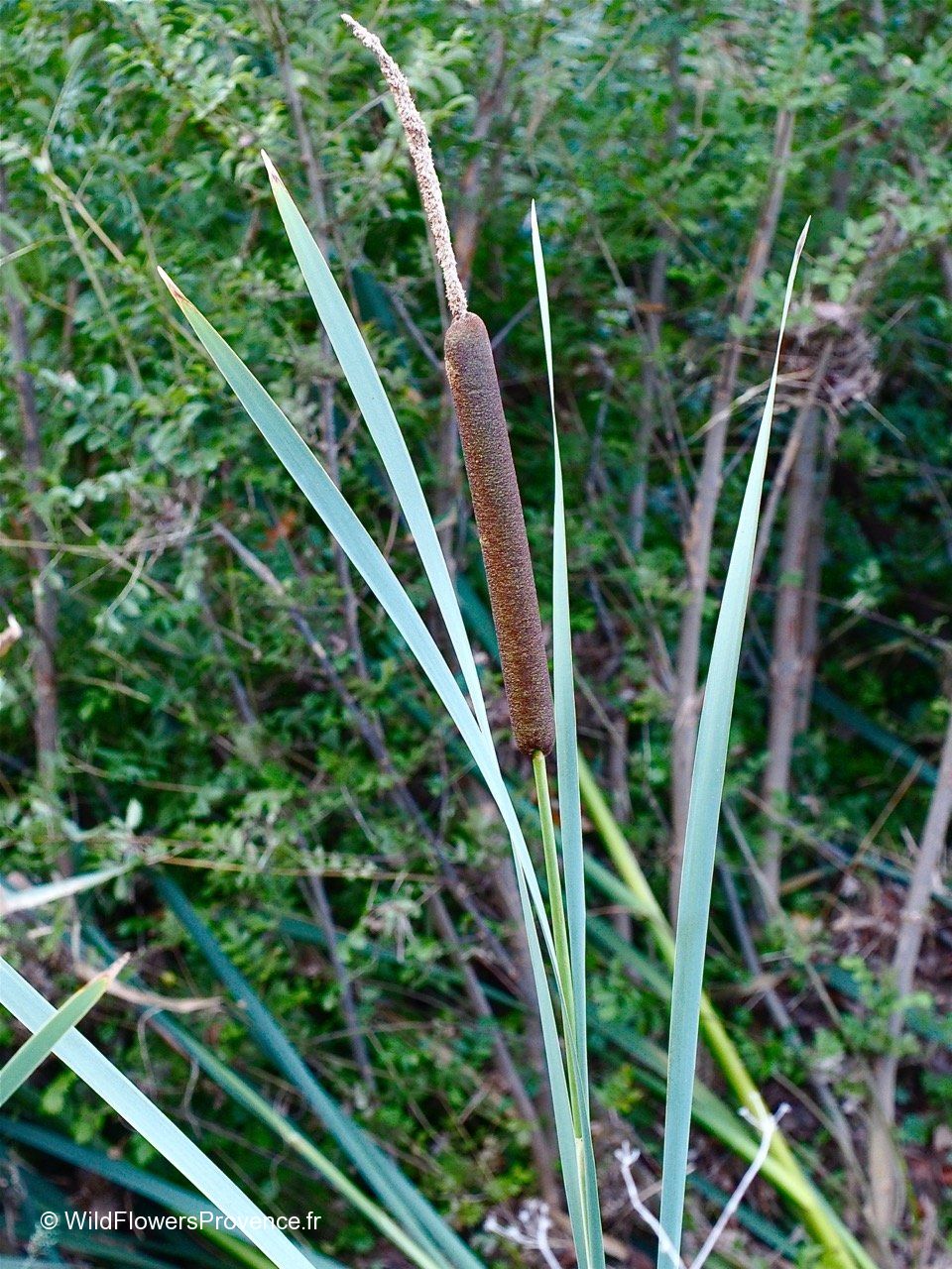 Typha latifolia - wild in Provence