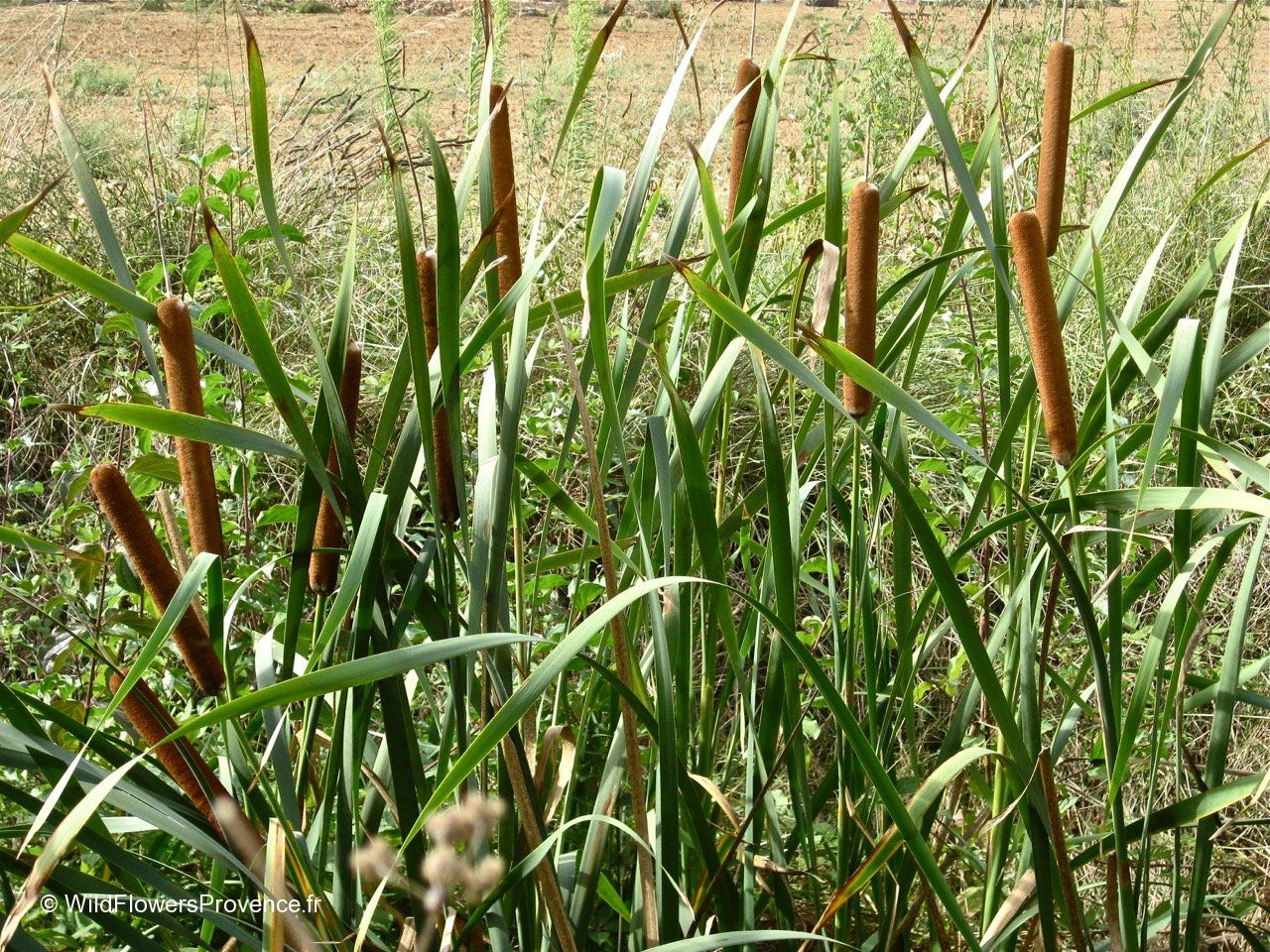 Typha latifolia - wild in Provence