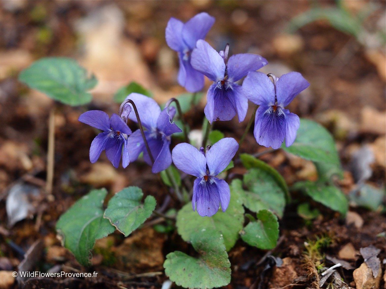 Viola Rivinian Viola riviniana - wild in Provence