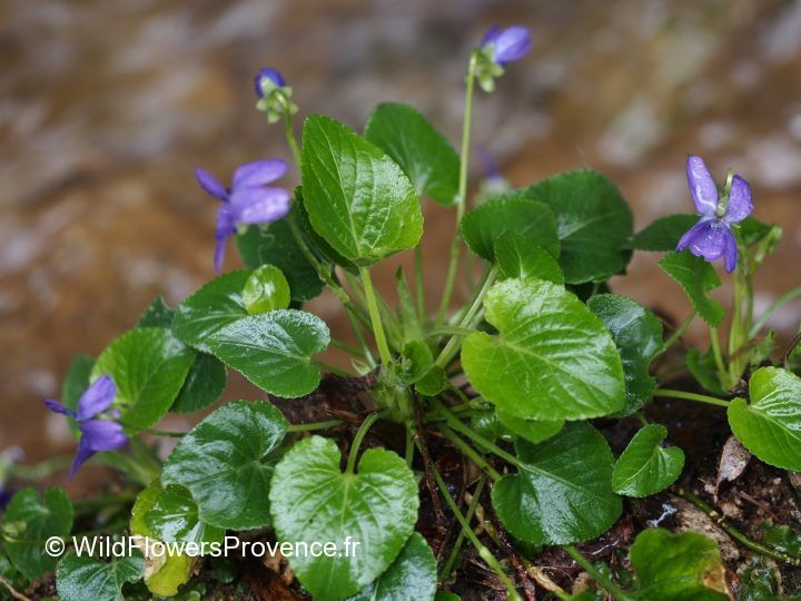 Viola riviniana - wild in Provence